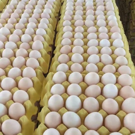 30-49双色到位土鸡蛋 品质保证 品种齐全 货源充足稳定