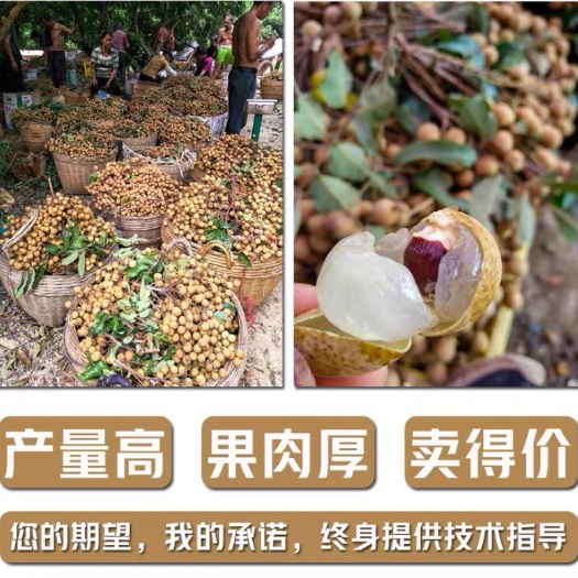 广州石峡龙眼苗 龙眼苗四季龙眼石硖储良嫁接果苗