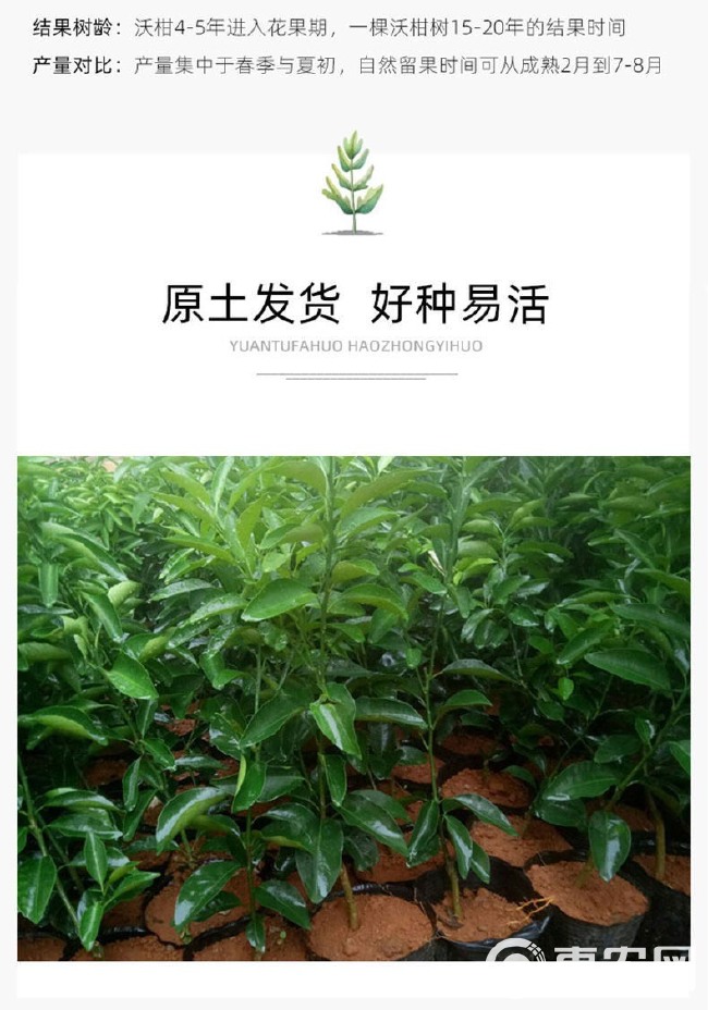 沃柑苗 沃柑树苗嫁接苗果南北方种植水果树果苗当年结果