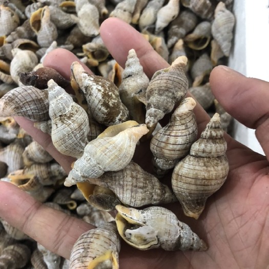 连云港贝贝螺，黄螺，红枣螺