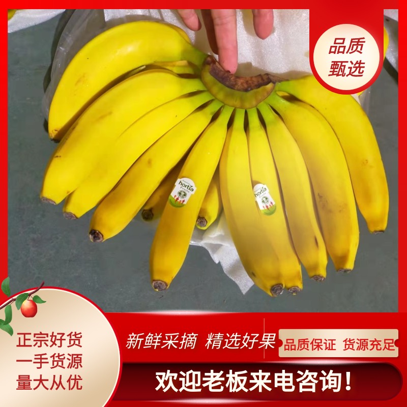菲律宾、越南、南美香蕉大量现货，需要的老铁联系