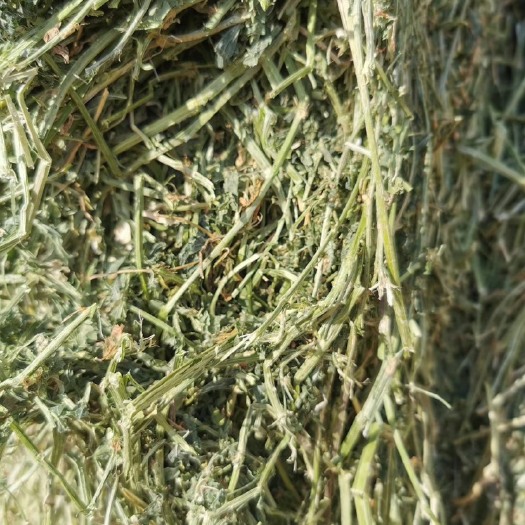 阿旗苜蓿草饲料 苜蓿草