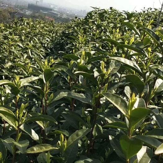 长兴县新白茶 白茶 自己家的茶园