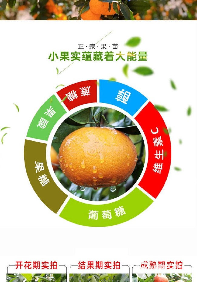 沃柑苗 沃柑树苗嫁接苗果南北方种植水果树果苗当年结果