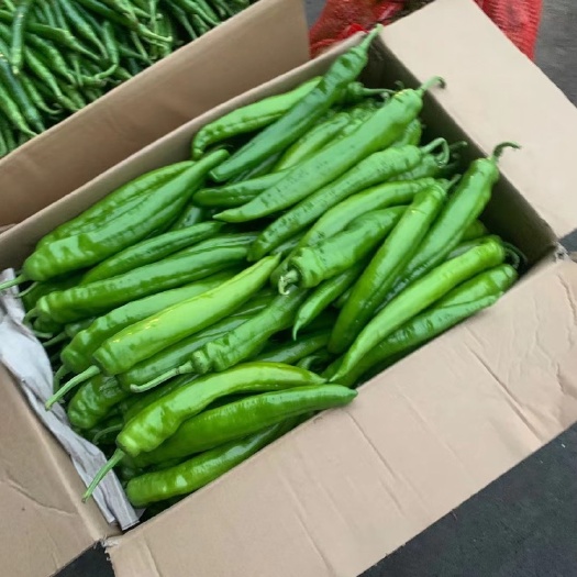 彭州市黄皮辣椒