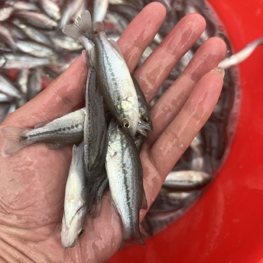 南宁精选优良3号鲈鱼苗，场地直供抗病力强可以免费支持养殖技术。。