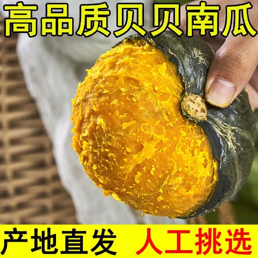 昌乐县【正宗贝贝南瓜】电商一件代发 档口礼盒定制 品质保证