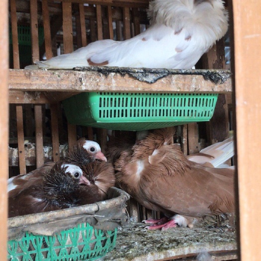 漳州观赏鸽专卖