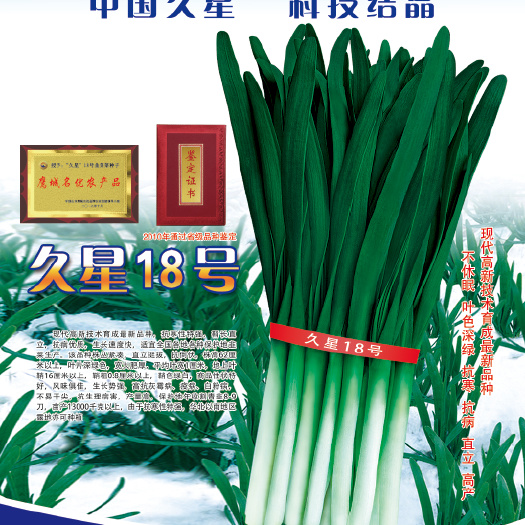 平顶山久星18号韭菜籽韭菜种植韭菜技术
