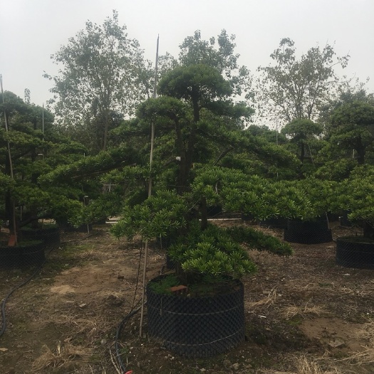 中山市 罗汉松造型罗汉松