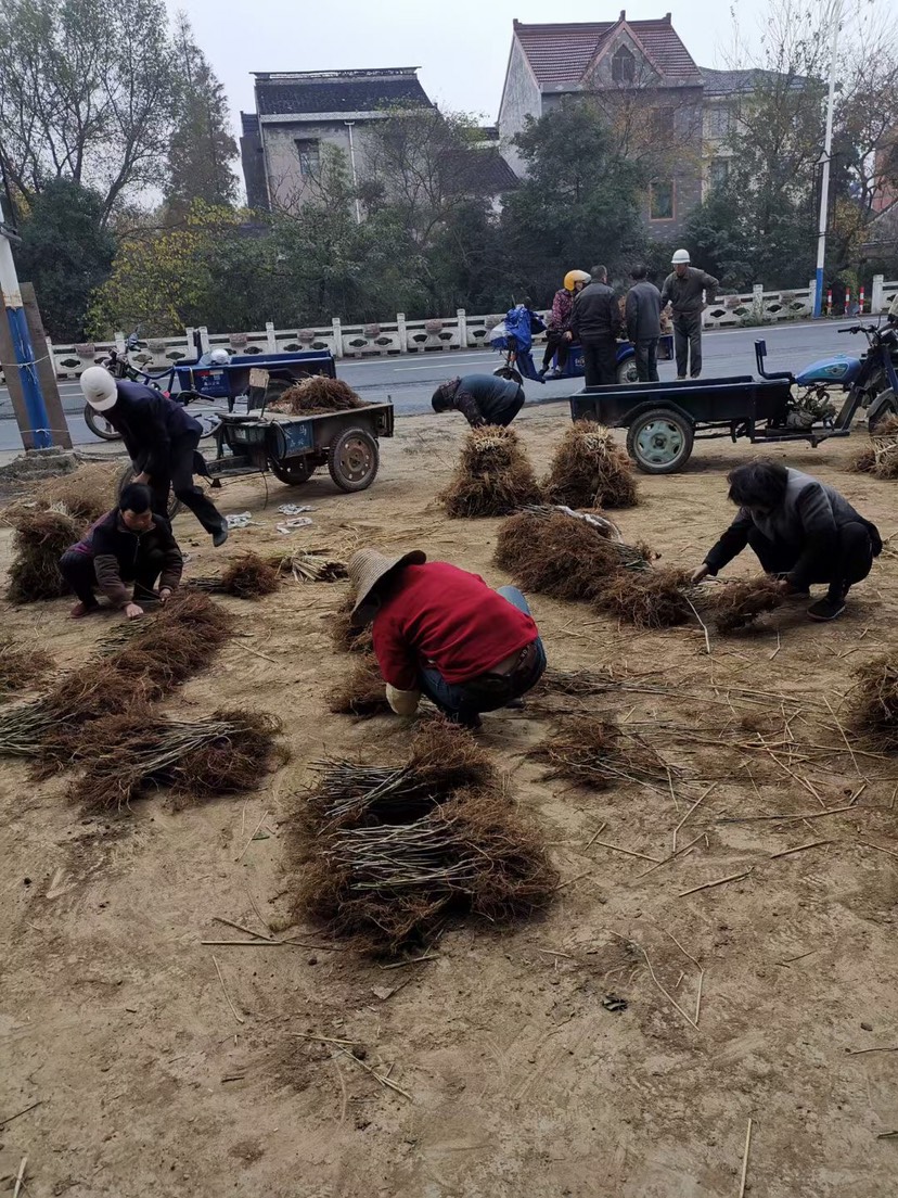 桐乡市大叶桑苗 桑
