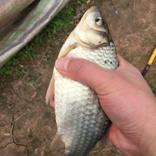 自贡厚子鱼  批发，批发 草鱼 鲫鱼 花白鲢