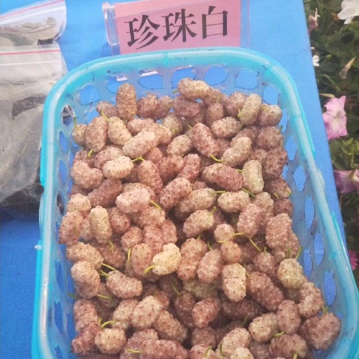 桐乡市桑树苗 嫁接桑葚苗