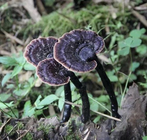 绿春县黑灵芝 ￼灵芝