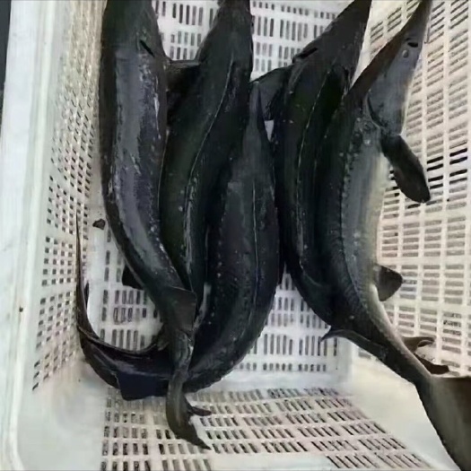 临朐县鲟鱼一手货源，山东省潍坊市看货