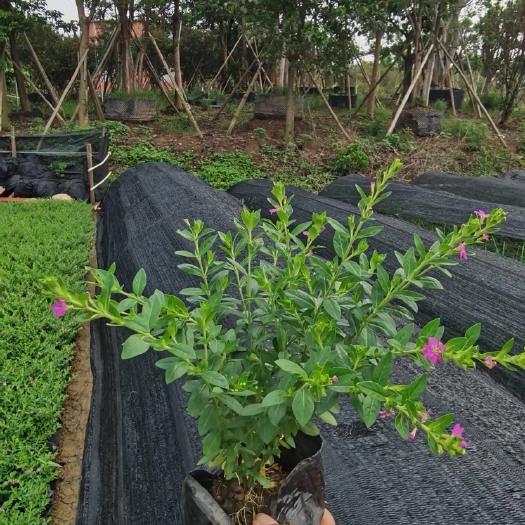 满天星蓝星雪茄花基地大量现货供应