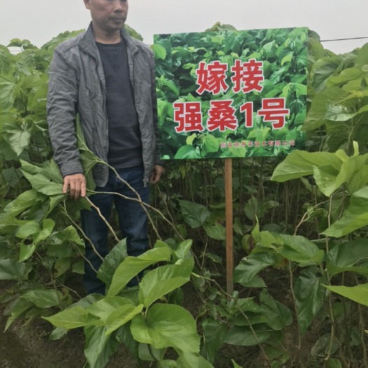 桐乡市桑树苗 嫁接桑苗