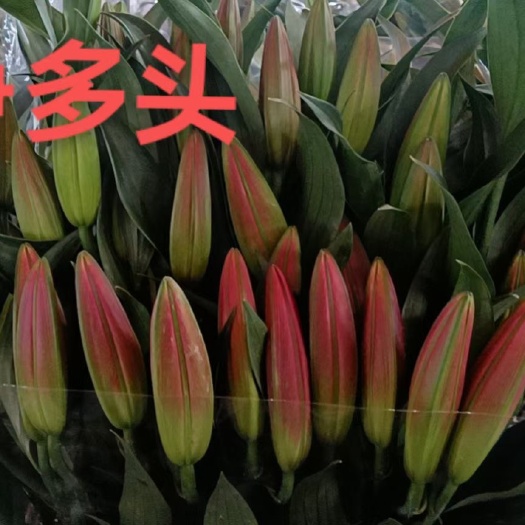 百合切花 广州优质百合、黄天霸 曼丽莎 萝宾 提拨 普拉芬多