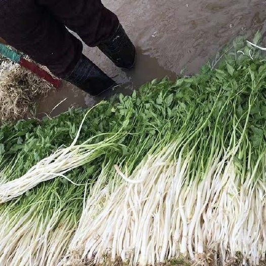 镇江本地水芹 价格低 货大