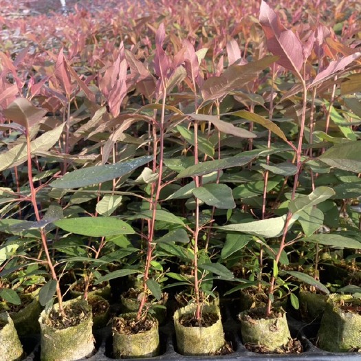 容县桉树苗  速生按树苗 28 26 29广9需要的联系