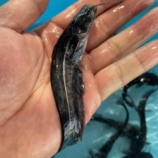 富顺县鲶鱼苗 大口鲶苗 南方大口鲶鱼苗 杂交大口鲶鱼苗快大抗病毒