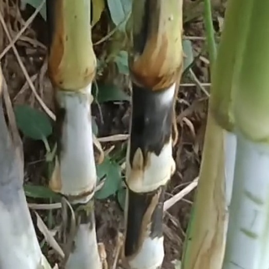 贞丰县 甜象草 黄竹草 红象草
