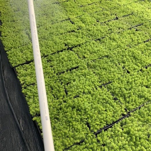 嘉善县 方盘佛甲草
