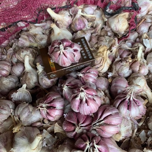 鹤庆县红皮蒜/紫皮蒜丫丫蒜2024年云南大理瓣蒜/市场货/电商货