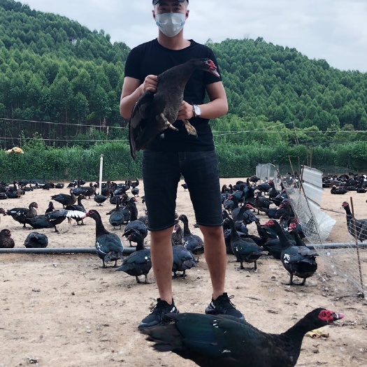 小康番鸭合作社  老番鸭  150-190日数 公.母