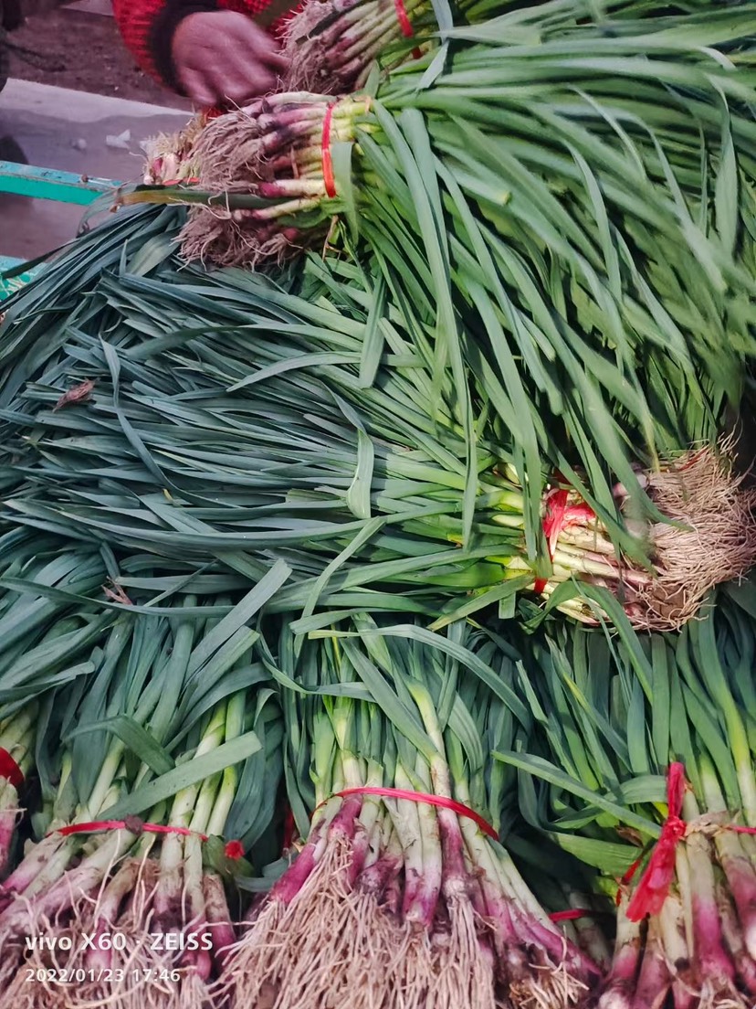 蒜苗红根蒜苗 精品蒜苗 发市场 电商平台产地 根茎长叶片绿