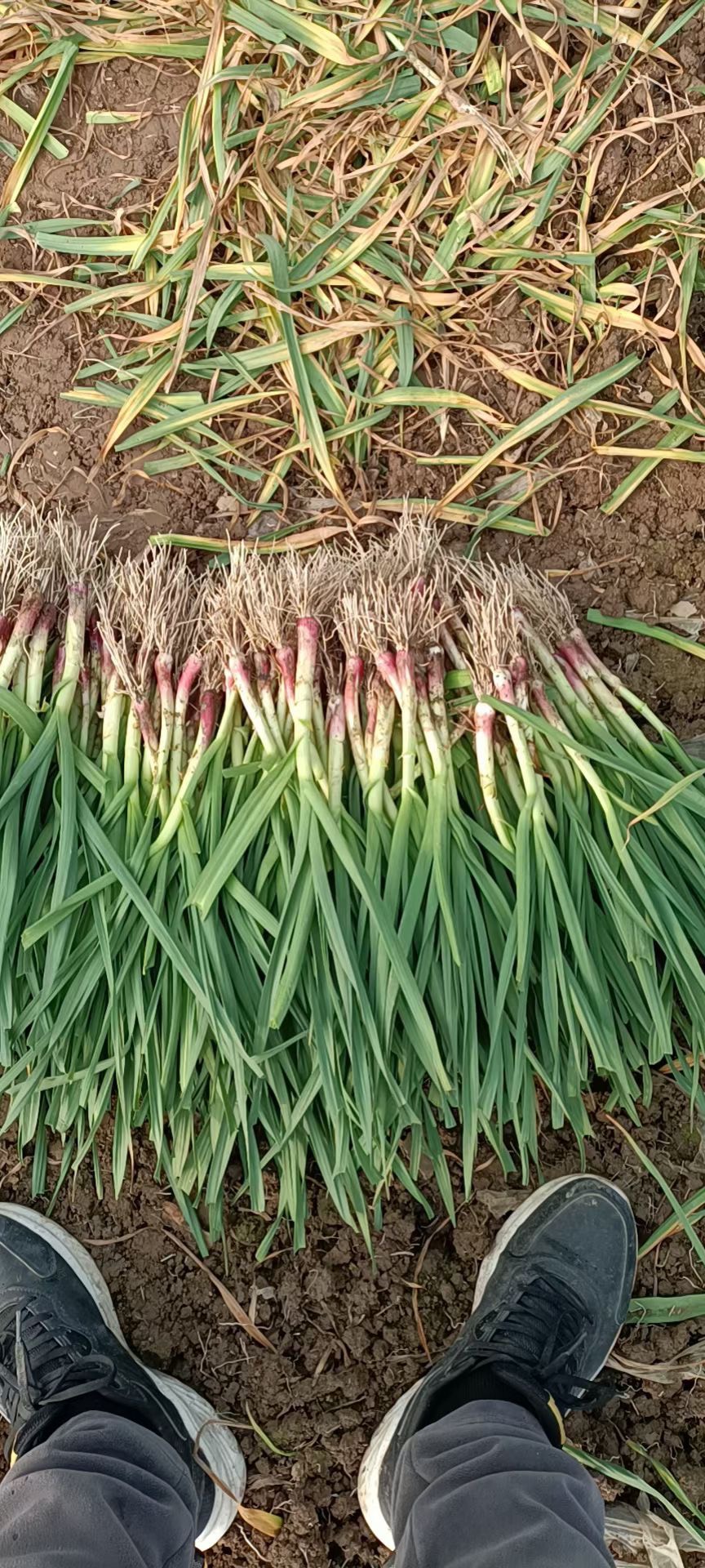 蒜苗红根蒜苗 精品蒜苗 发市场 电商平台产地 根茎长叶片绿