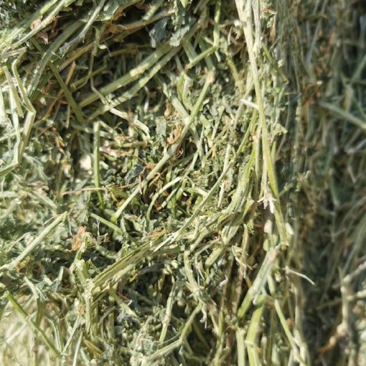 阿旗苜蓿草饲料 苜蓿草，RFV150以上，优质苜蓿草