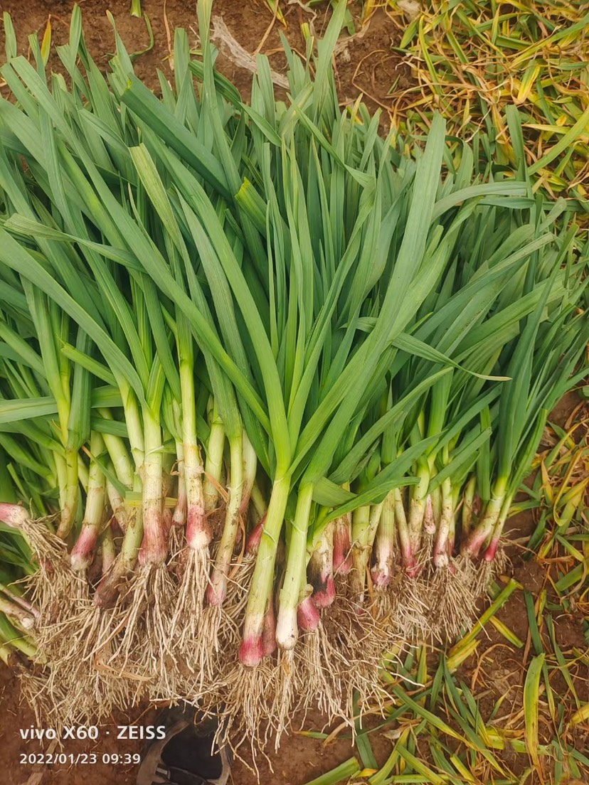 蒜苗红根蒜苗 精品蒜苗 发市场 电商平台产地 根茎长叶片绿