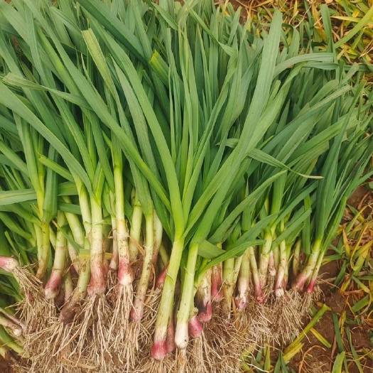 蒜苗红根蒜苗 精品蒜苗 发市场 电商平台产地 根茎长叶片绿