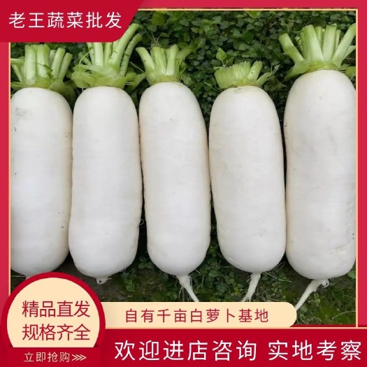 遂宁 自由基地直营优质白萝卜 3排4排5排及食品厂用尾货都有