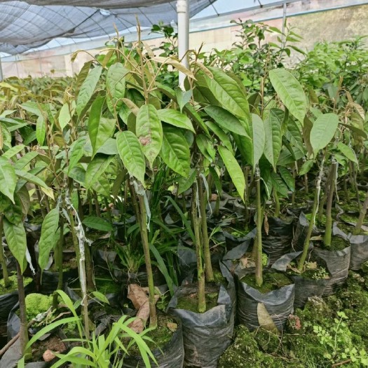 灵山县猫山王榴莲苗 榴莲果树苗泰国榴莲苗树苗嫁接金枕头南方北方种植盆栽苗当年结果