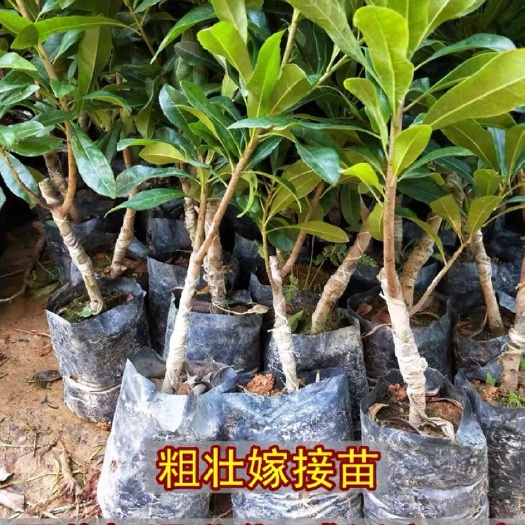 灵山县东魁杨梅树苗 杨梅树苗东魁荸荠杨梅嫁接苗六月杨梅苗四季可种南北方盆栽杨梅树