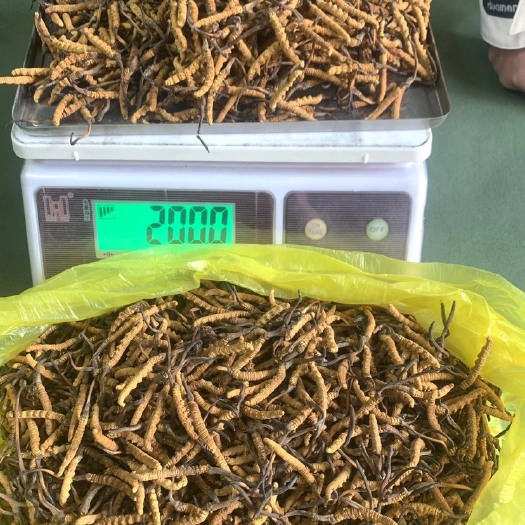 杂多县那曲虫草 冬虫夏草￼