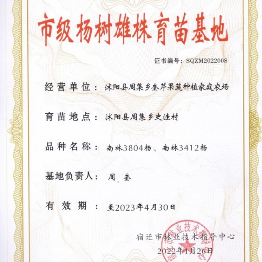 沭阳县4公分杨树苗，南林3804 ，南林3412，源头产地