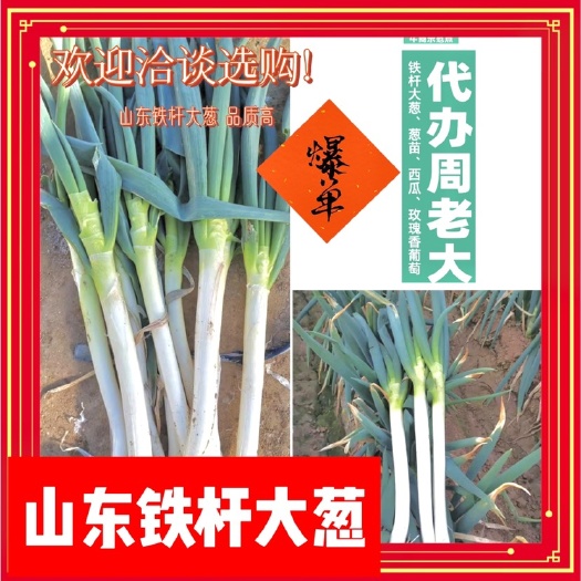 潍坊优等山东铁杆大葱，万亩田地，货源充足！