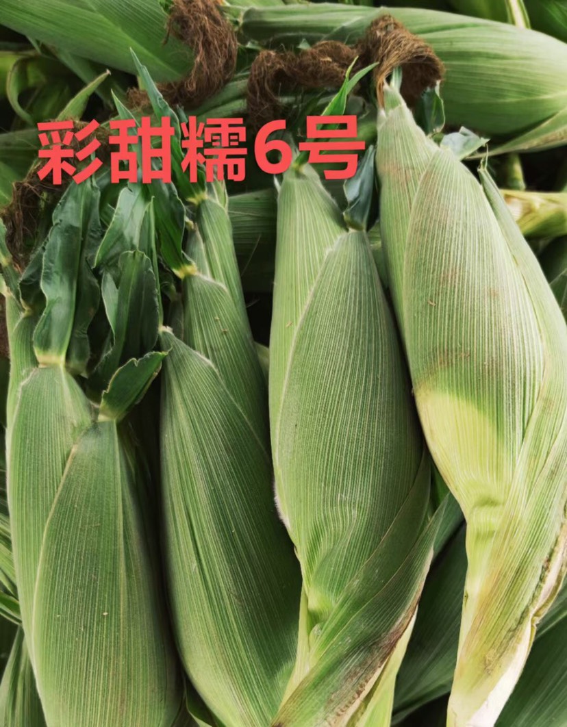 武汉甜玉米种子 1:3彩甜紫花糯