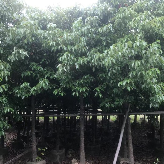 香樟规格树基地大量现货供应