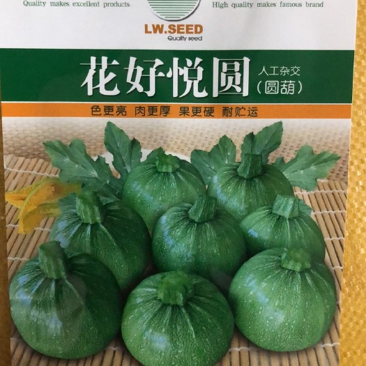 武汉绿皮西葫芦种子 手工杂交不搭架极早熟圆型清香西葫芦