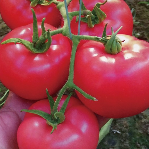 昆明粉果西红柿种子粉果番茄种子耐裂易坐果结的多