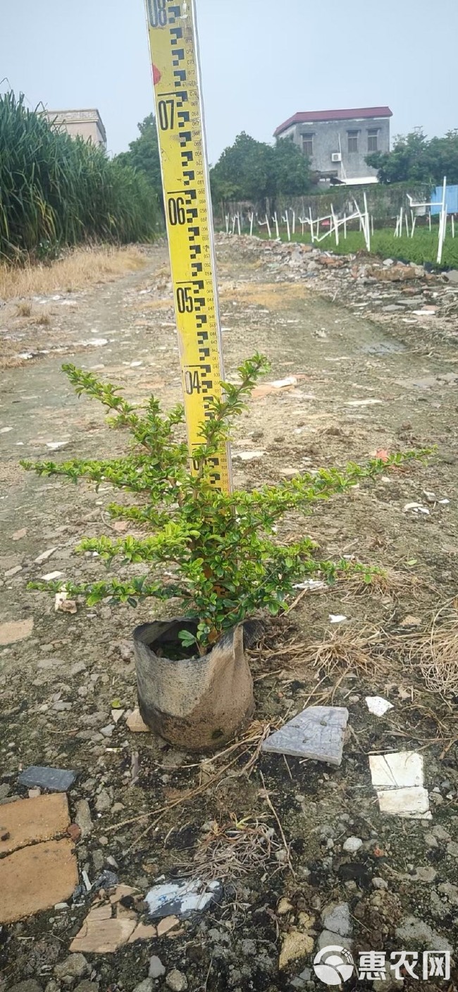 山茶花 福建茶山茶基地大量现货供应