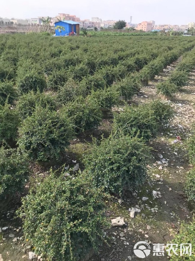 山茶花 福建茶山茶基地大量现货供应