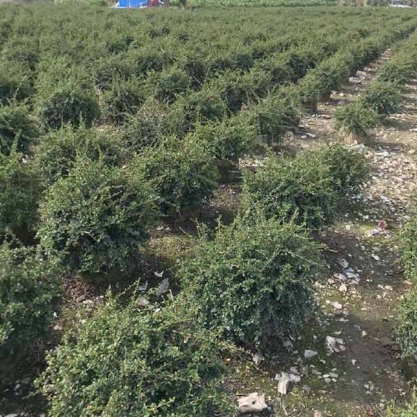 山茶花 福建茶山茶基地大量现货供应