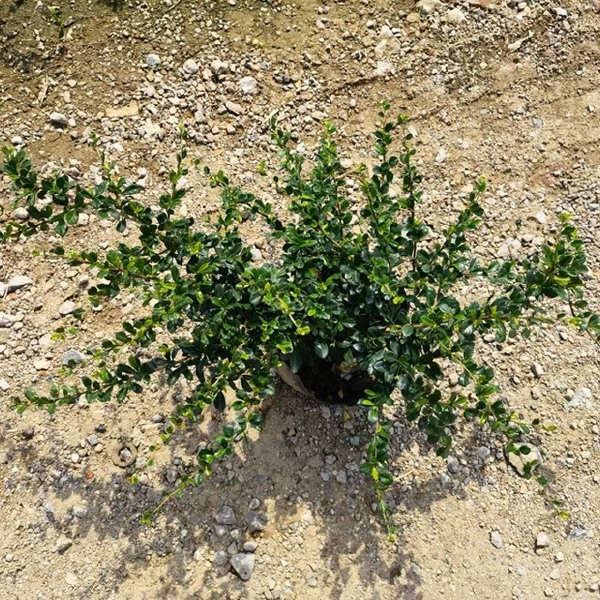 山茶花 福建茶山茶基地大量现货供应