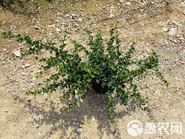 山茶花 福建茶山茶基地大量现货供应