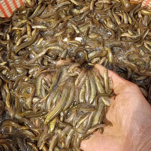 广州 2022年泥鳅苗，一手资源。